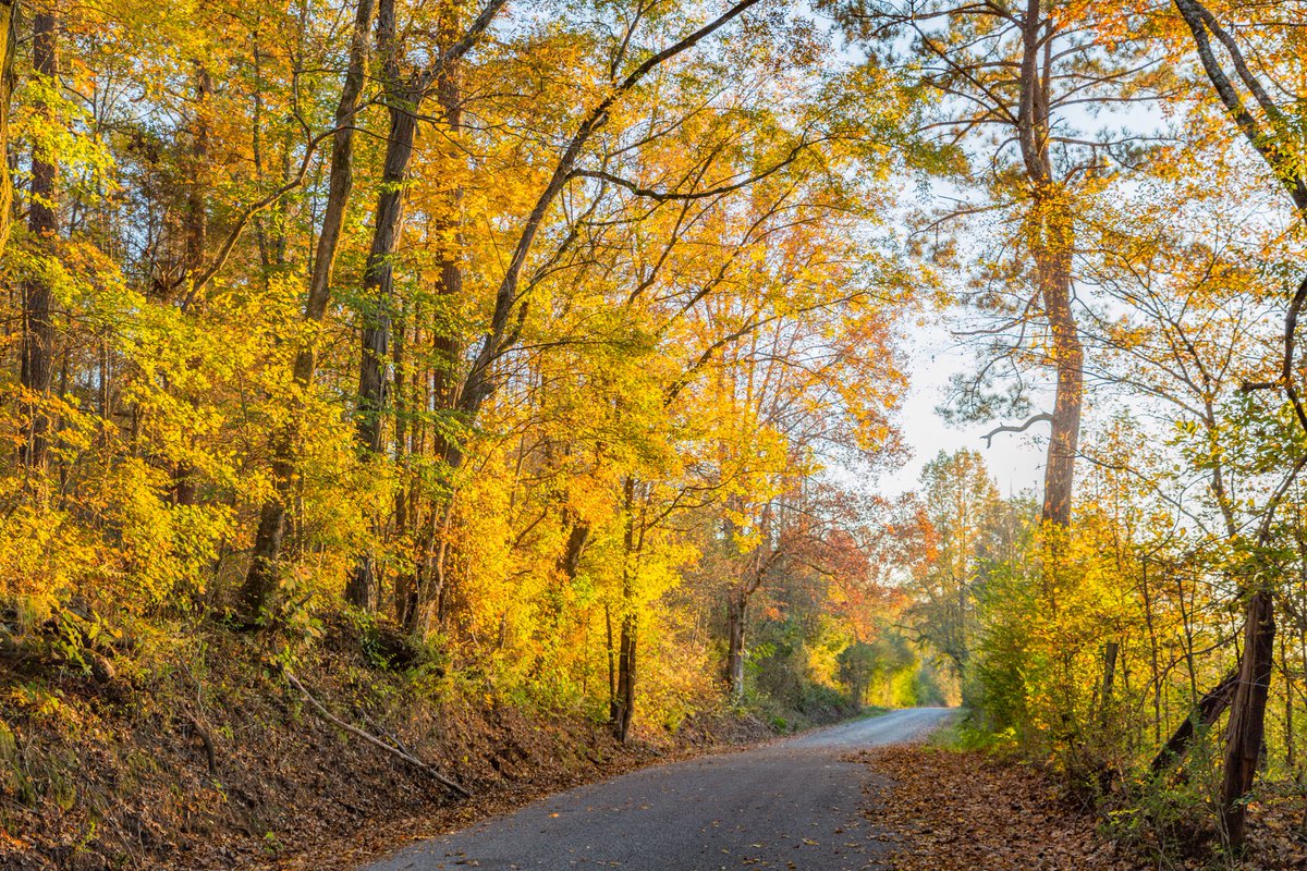 spann's tweet photo. Fall colors today along Morgan Bridge Road at Coal City in St. Clair County… photos from Mike Callahan https://t.co/hC7Q0m5Ewe