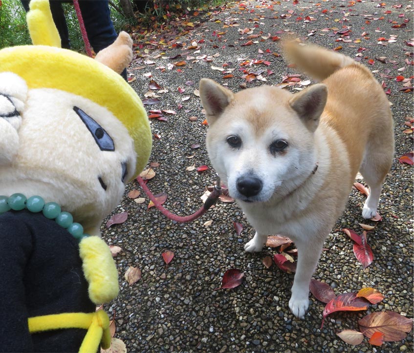 ハニワこうてい しおんじやま古墳には犬の散歩 で来る者も多いが それらから少し紹介 学習館の隣のおうちの 姫ちゃん 9歳の柴犬で 毎朝散歩してもらっているぞ ちょっと怖がりなので この写真も余に少しビビりながら であった 柴犬 わんこ