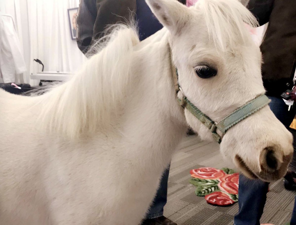 𝕃𝔸𝔻𝕐 𝔾𝔸𝔾𝔸 On Twitter Meet Arabella S New Little Sister