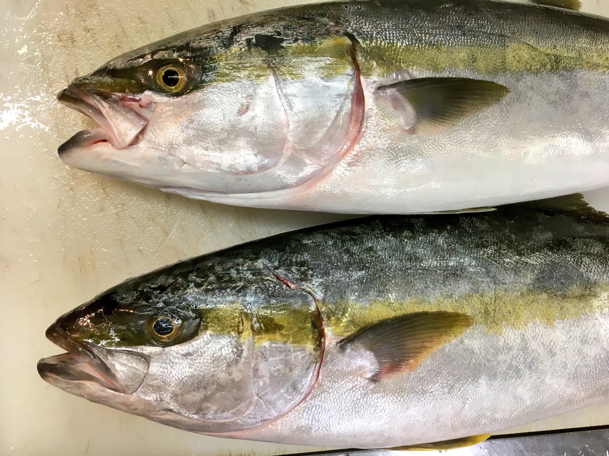 やっくん あんこうアワーズ ブリとヒラマサの違い 上がブリ 下がヒラマサ 口の端が角ばってるのがブリ 丸いのがヒラマサ 小顔な方がヒラマサ ブリは顔長 黄色いラインを見るよりヒレの色を見て下さい ヒラマサはヒレの端が黄色い 1番