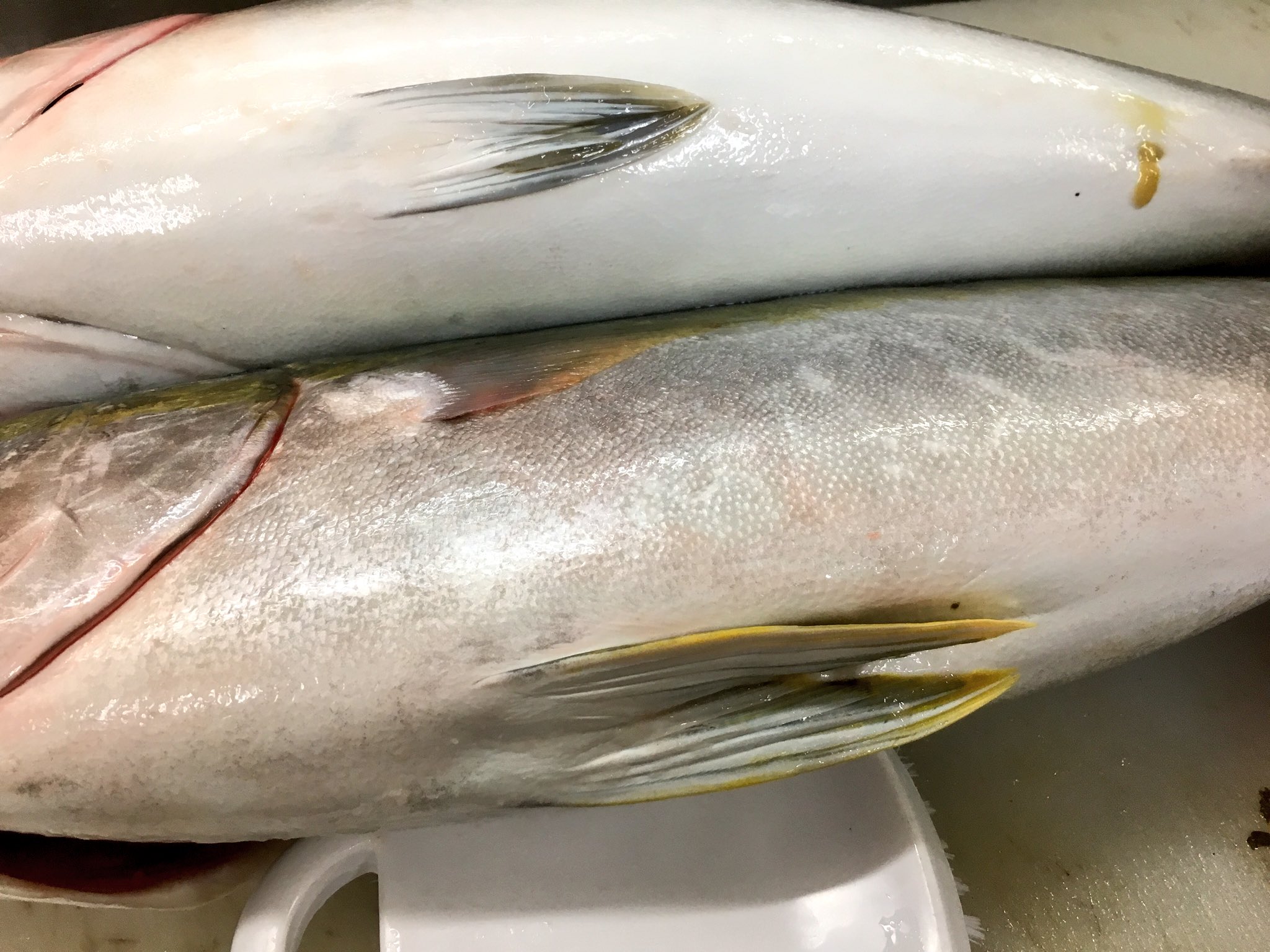 やっくん あんこうアワーズ ブリとヒラマサの違い 上がブリ 下がヒラマサ 口の端が角ばってるのがブリ 丸いのがヒラマサ 小顔な方がヒラマサ ブリは顔長 黄色いラインを見るよりヒレの色を見て下さい ヒラマサはヒレの端が黄色い 1番