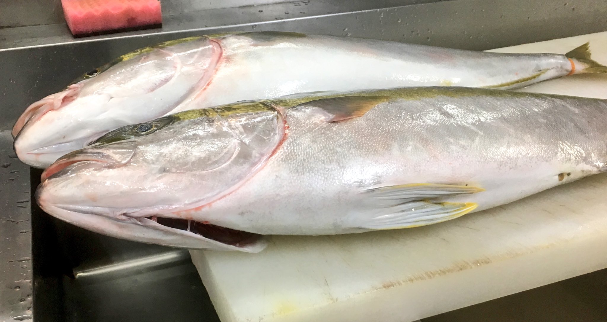 やっくん あんこうアワーズ ブリとヒラマサの違い 上がブリ 下がヒラマサ 口の端が角ばってるのがブリ 丸いのがヒラマサ 小顔な方がヒラマサ ブリは顔長 黄色いラインを見るよりヒレの色を見て下さい ヒラマサはヒレの端が黄色い 1番