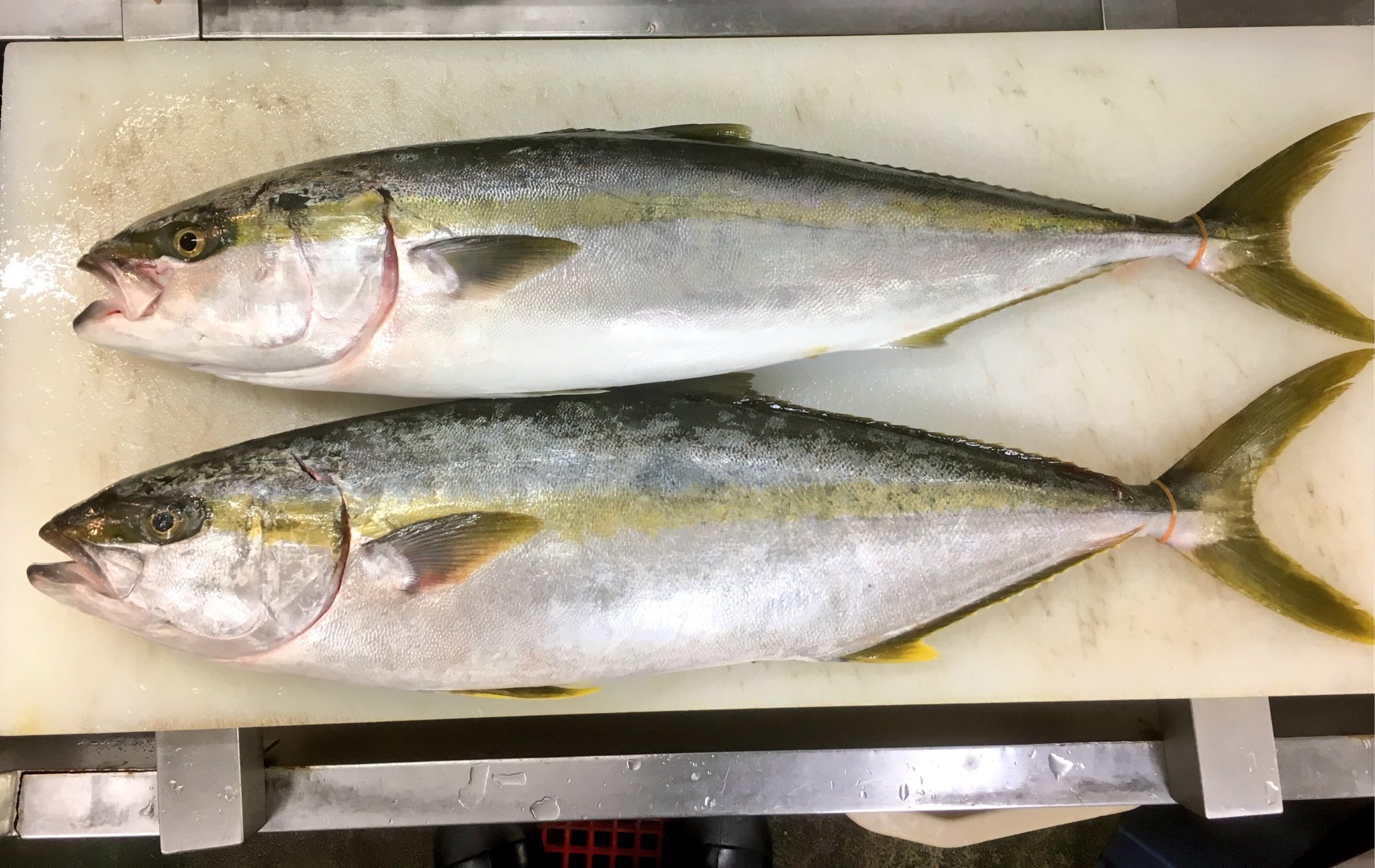 やっくん あんこうアワーズ ブリとヒラマサの違い 上がブリ 下がヒラマサ 口の端が角ばってるのがブリ 丸いのがヒラマサ 小顔な方がヒラマサ ブリは顔長 黄色いラインを見るよりヒレの色を見て下さい