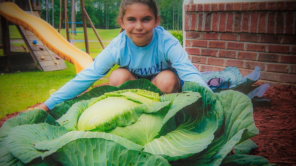 'If 1 cabbage could feed that many people, imagine how many people a garden could feed' - 14 y/o Katie's Krops. CYC's #communitygardens promote hands-on learning, responsibility & self-confidence buff.ly/2yC8tzm #inspireyoungminds