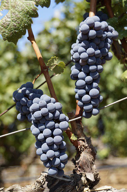 сорт винограда растрепа. мелкий сорт винограда. леон мийо технический винный сорт. виноград киш-миш черный. виноград кишмиш магарача.