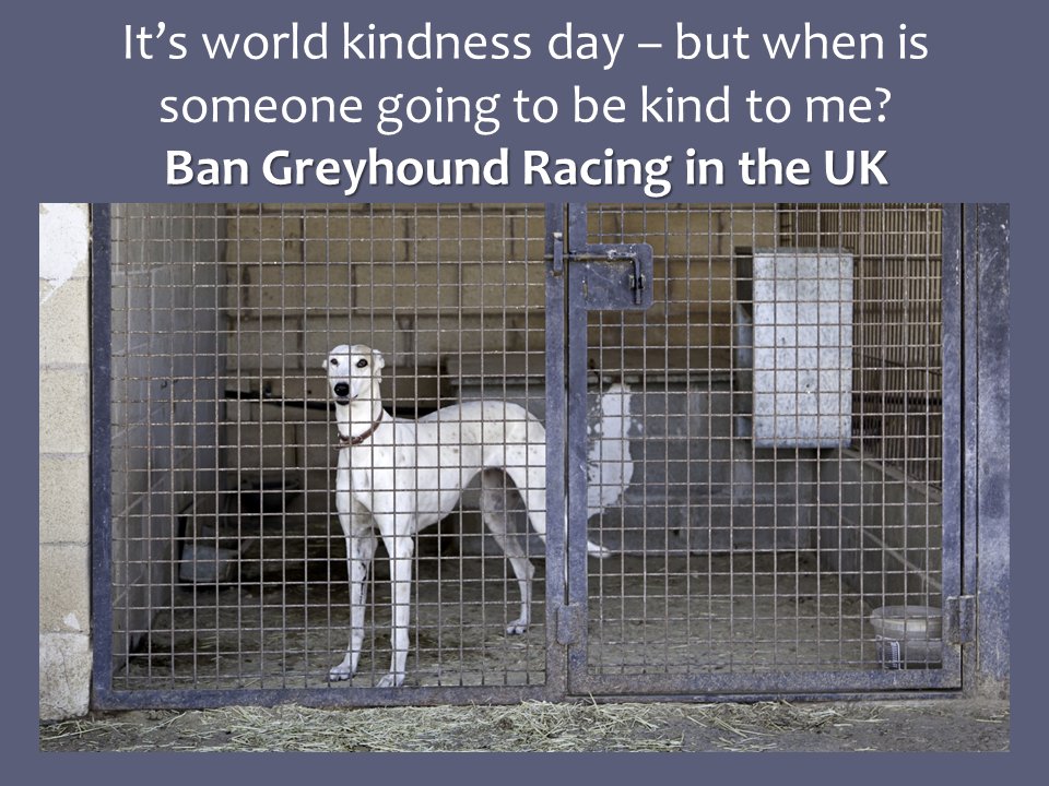 YouBetTheyDie's tweet photo. It’s #WorldKindnessDay – but when is someone going to be kind to me?
Ban Greyhound Racing in the UK 
#YouBetTheyDie https://t.co/HeLyDhUSEk