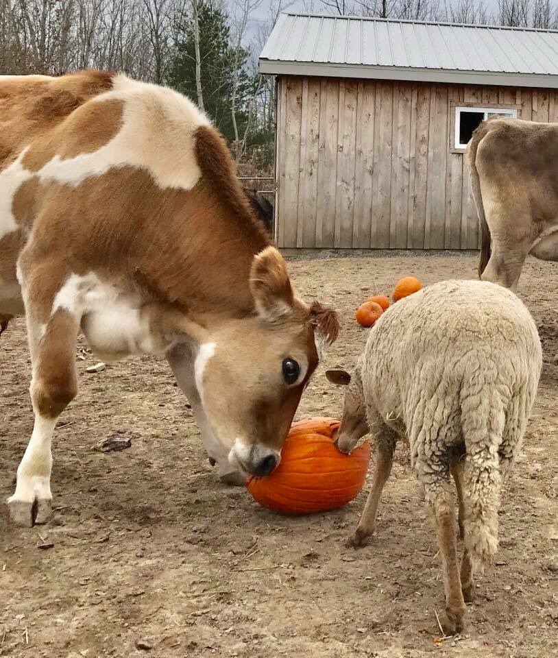 albertsupercow's tweet photo. That's my pumpkin, Tracy. #albertthesupercow #ASHAsanctuary #pumpkin #mine #sharingiscaring #sharingishard #silly #cutie #compassion #rescue #love #animals #vegan #friendsnotfood https://t.co/hJqcWkUNsj