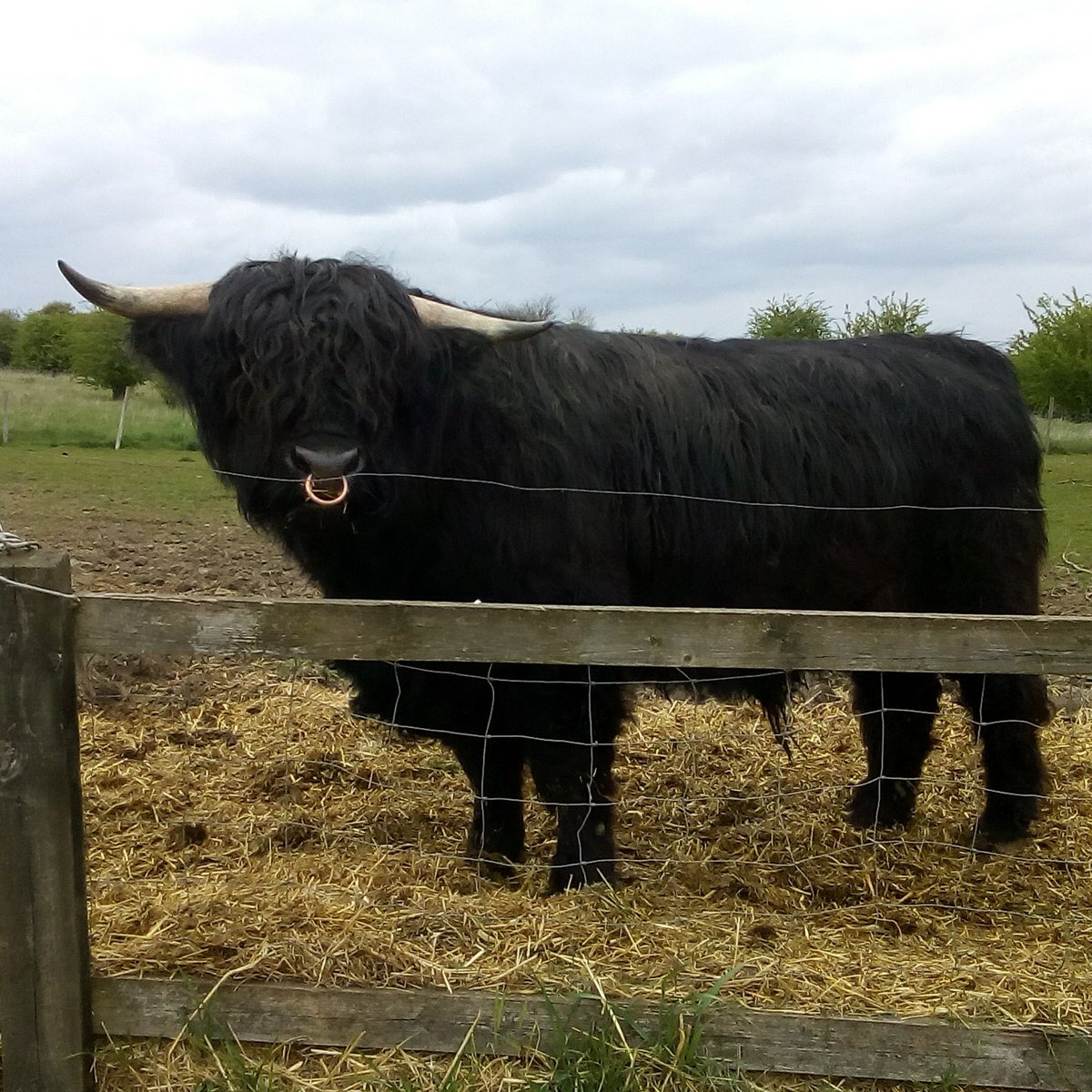 AtlantaWilsher's tweet photo. My body guard 🐃 https://t.co/L7r2i6qZhF