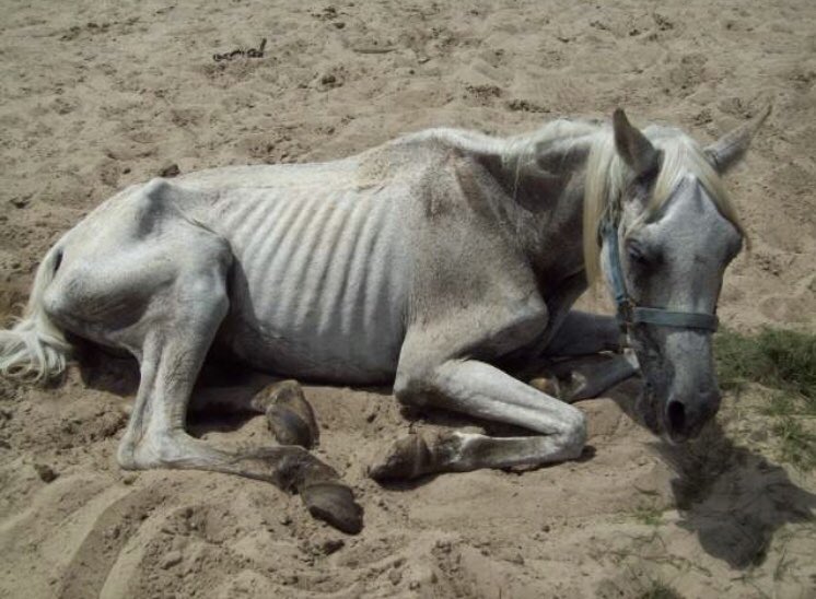 _the_clerk's tweet photo. My poor horse 😔 https://t.co/WHcgMATHIh