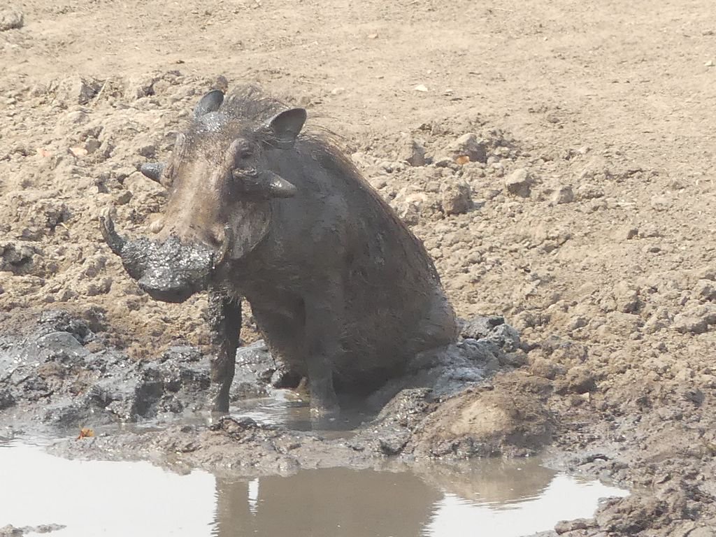 What could be better than a watering hole in the early morning, where you can quench your thirst and then roll around in a mud, maybe scratch around on a rock or two. Life is good. #EpicZimbabweJourney <a href="/IFWTWA/">IFWTWA</a> <a href="/ZimParks/">Zimparks</a> <a href="/HBC_zim/">Hwange Bush Camp</a>