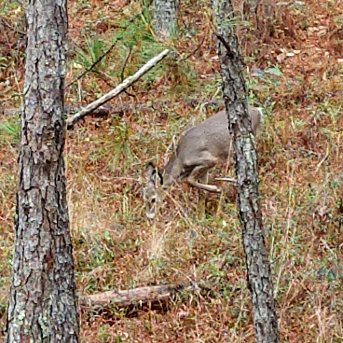 cbbass10's tweet image. Fun day in the stand watching some little guys. #teamcarbonskin #deerhunting #finallycold
