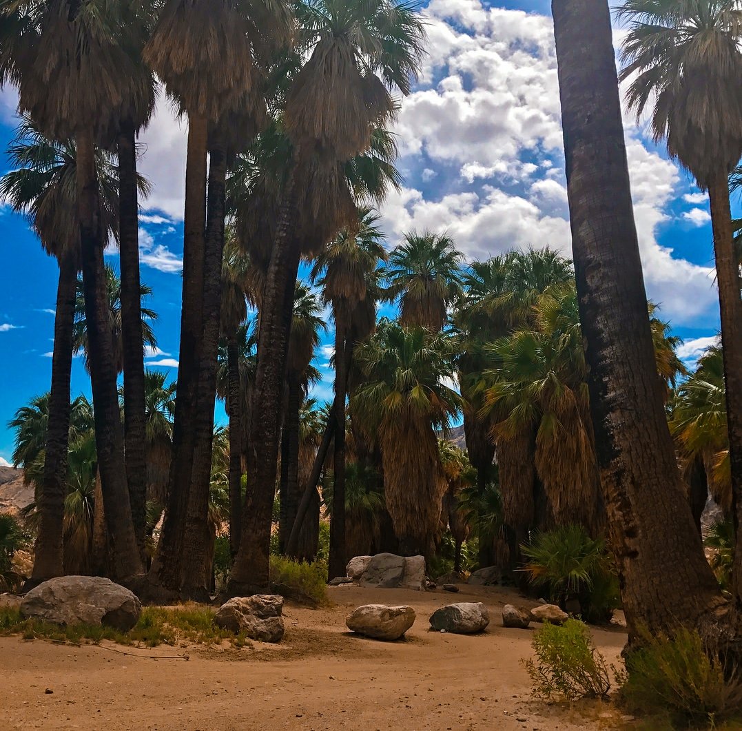 COACHELLA VALLEY HIKING The Palm Springs Indian Canyons are one of the most beautiful attractions to any Palm Springs visitor, by Skip &amp; Zip