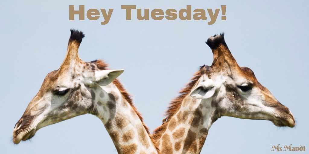 FridaySpace's tweet photo. #Tuesday is here. Have an amazing, adventure, fun filled day pursing your goals and dreams.
#MsMandi https://t.co/JmS3qwL1dC