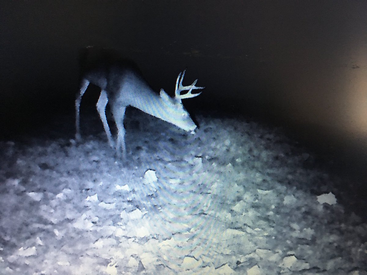 bosticoutdoors's tweet photo. Sorry haven’t posted any this season just been busy ! But nice 8 pointer moving through https://t.co/loLg0luoA7