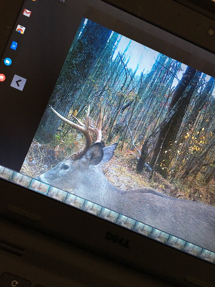 bosticoutdoors's tweet photo. Sorry for the bad quilts but nice 6 pointer on camera https://t.co/CMtZUb3qqP