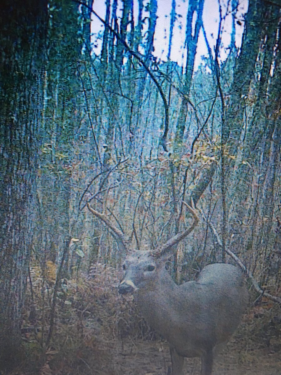 bosticoutdoors's tweet photo. Sorry for the bad quilts but nice 6 pointer on camera https://t.co/CMtZUb3qqP