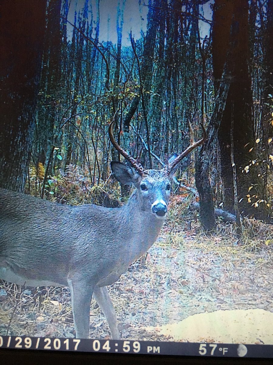 bosticoutdoors's tweet photo. Sorry for the bad quilts but nice 6 pointer on camera https://t.co/CMtZUb3qqP