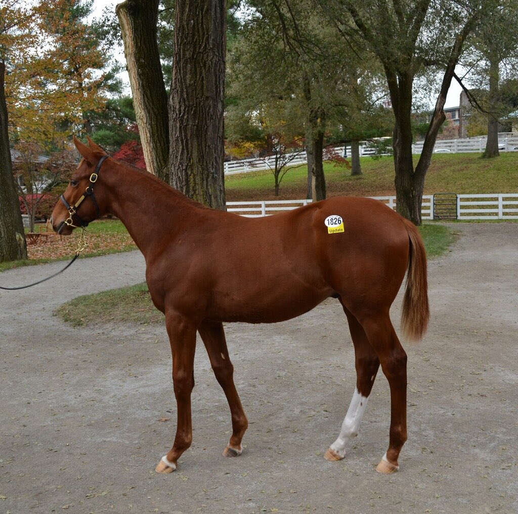 obstables's tweet photo. Purchased this Cracker Jack of a Verrazano colt from @FourStarSales @keenelandsales https://t.co/1BlDasE8pa