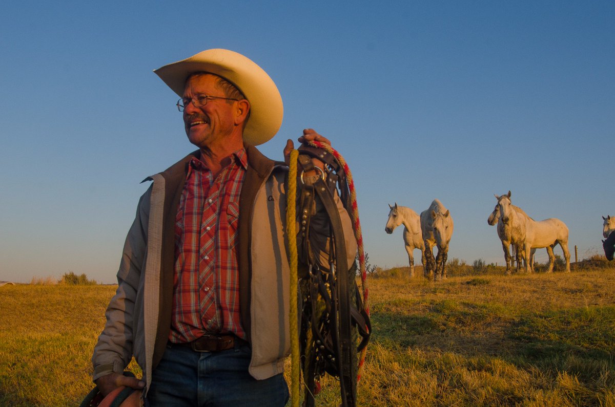 A cowboy prepares to bridle a colt as a team of horses look on curiously. #Wyoming #horses