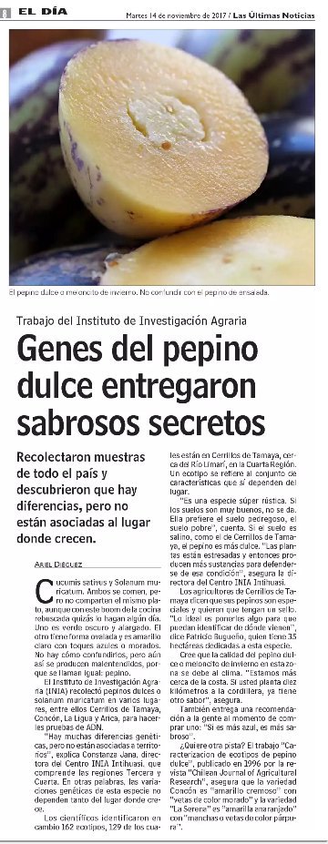 mgsRun's tweet image. Interesante nota sobre el Pepino dulce trae @lun en su edición de este martes 14. Sin duda, un fruto de sabor agradable, gran aroma y dulzor, poco aprovechado.