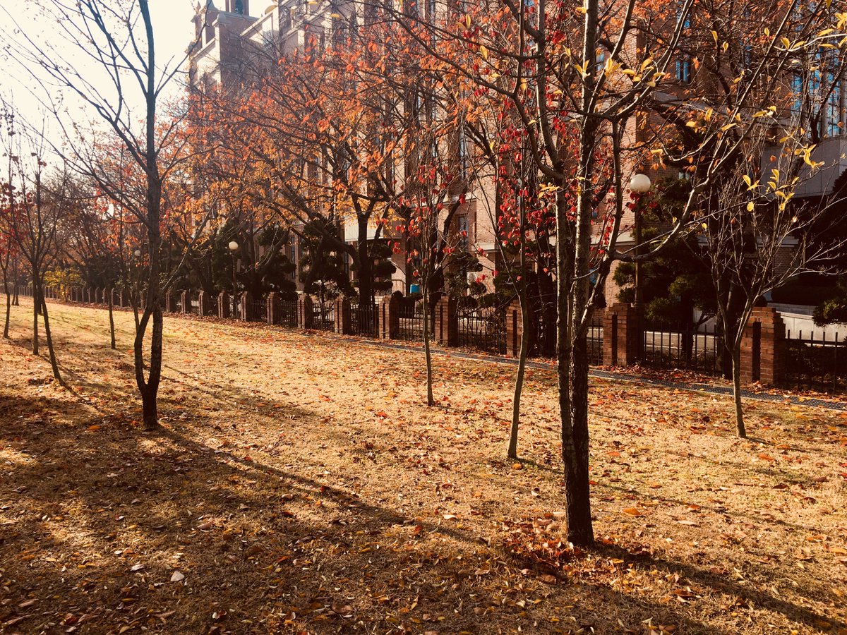 낙엽이 우수수 떨어지고 어느새 겨울이 성큼 다가왔습니다. #서호공원 사박사박 거리는 낙엽소리를 들으며 마지막 가을 햇쌀을 맞아보세요^^