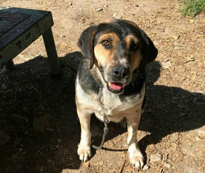 #animaLOVERS tweet media