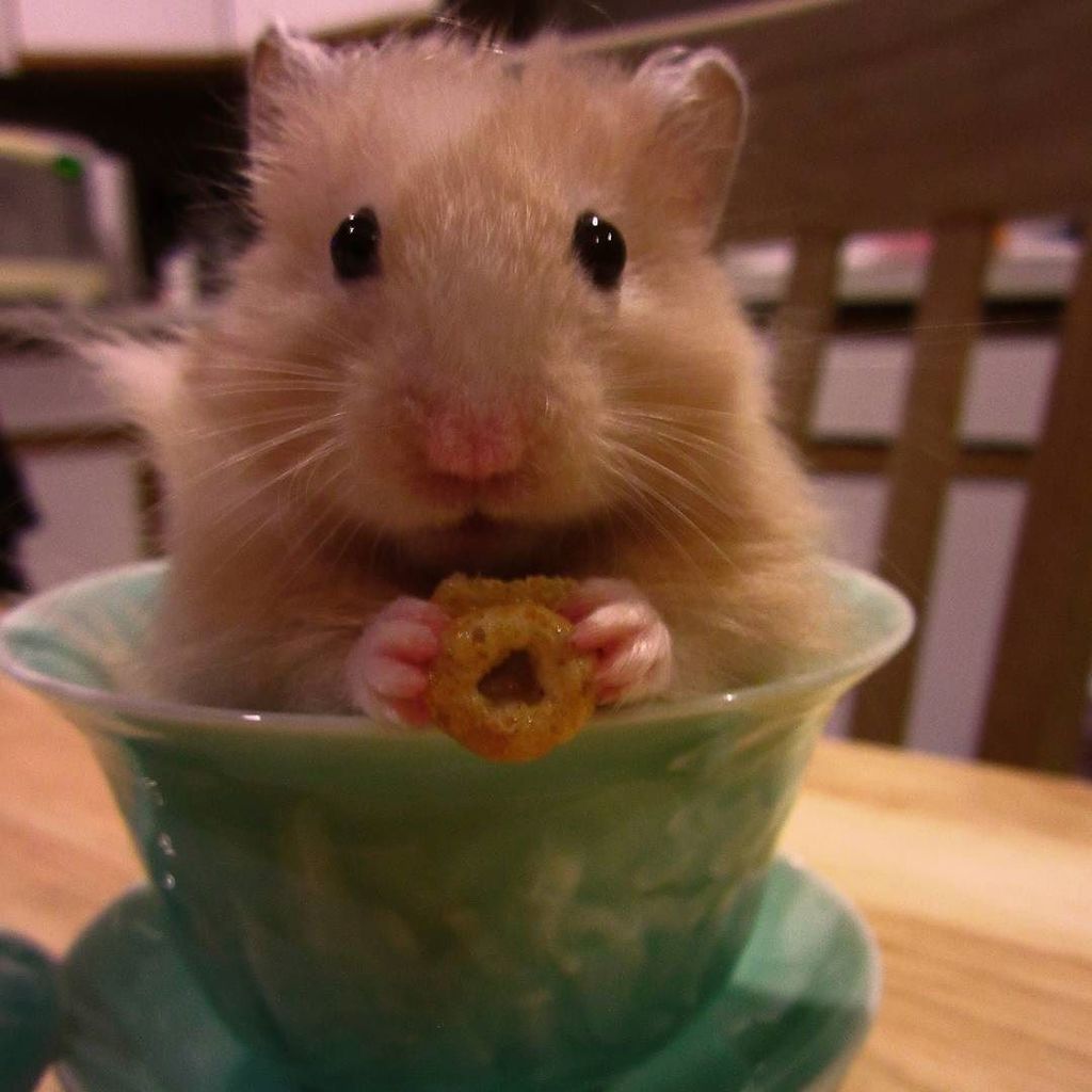 teaformeplease's tweet photo. It took a lot of Cheerios but I finally got my hamster to sit still enough (and in a gaiwan to boot!) to enter him… https://t.co/uMj0wzv97y https://t.co/dZuY2UEdrj