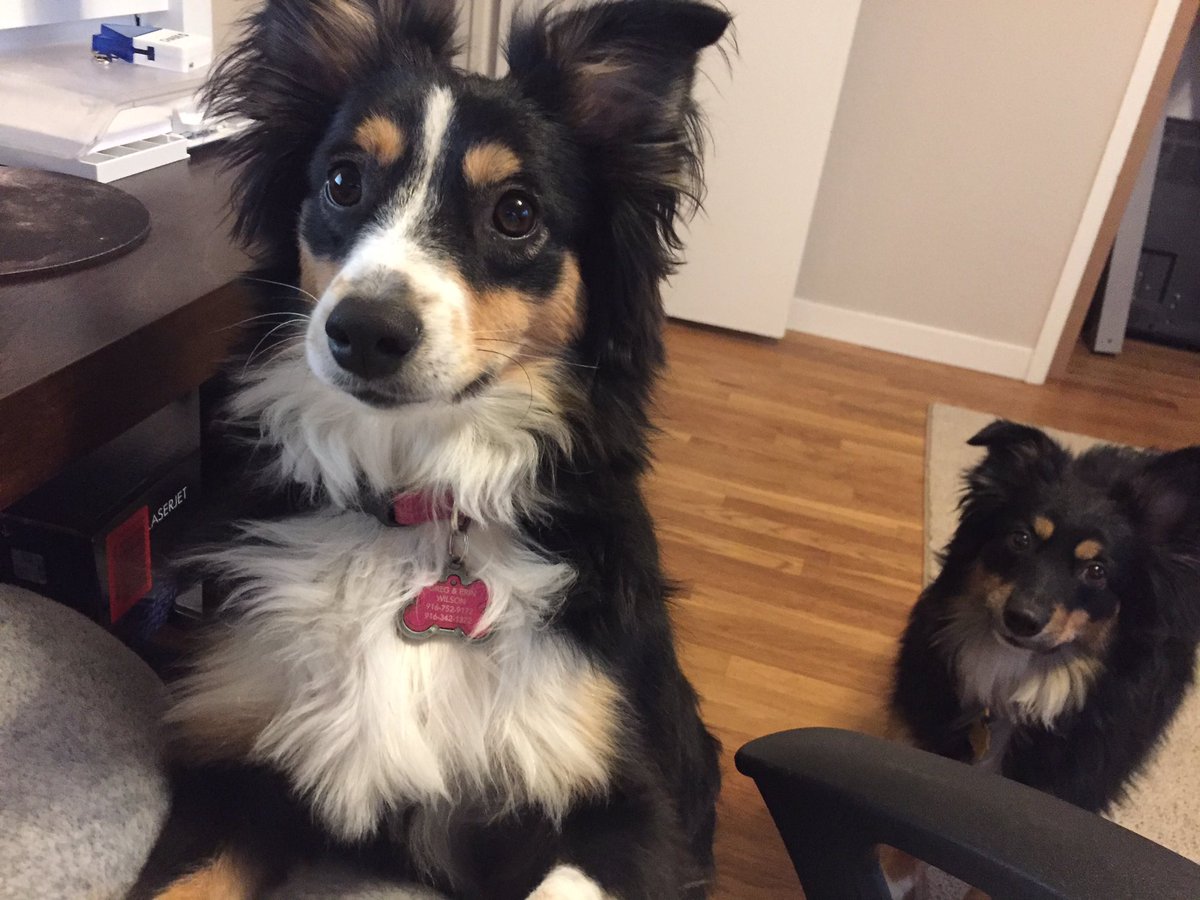 erinnstumpf's tweet photo. I'm being reminded it's time to stop working and feed my hungry dogs... #miniaussies #kibbletime https://t.co/1fTtpBVUk9