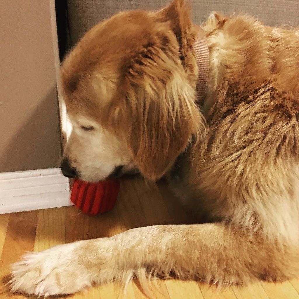 pamelamaeross's tweet photo. A new (familiar) house guest! #marsisback #dogsitting https://t.co/U0M3lQpnWD https://t.co/HF64RqAM46