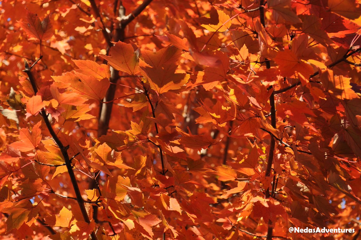 nedasadventures's tweet photo. Taken on my old but trusty #NikonD5000 while traveling on the east coast πΈππ
@NikonUSA #DSLR #FallFoliage #NikonFallVA #Nikon #MondayMotivation #vacation #Nikon #NikonLove https://t.co/QZhgK7Svwn