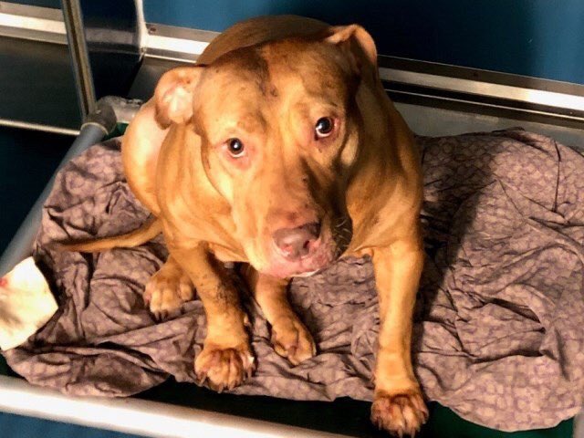 MoishesMom's tweet photo. Tabitha. Dead at 3. Imagine this: U get ripped from the only parent U know. Strangers come at you. They break your teeth. Your mouth gets cut up. They take U 2 a deathhouse. Youβre terrified....Just look at her! She didnβt deserve any of this. Typical NYCACC day killing healthyπ https://t.co/qedBWwtjGV