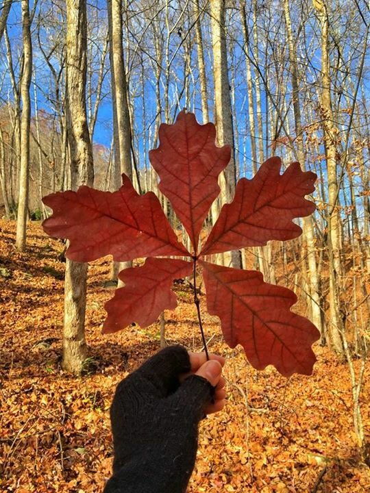 BearLakeNC's tweet photo. It's a magical time of year around here 🍁#Fall https://t.co/m9pX37dEPE