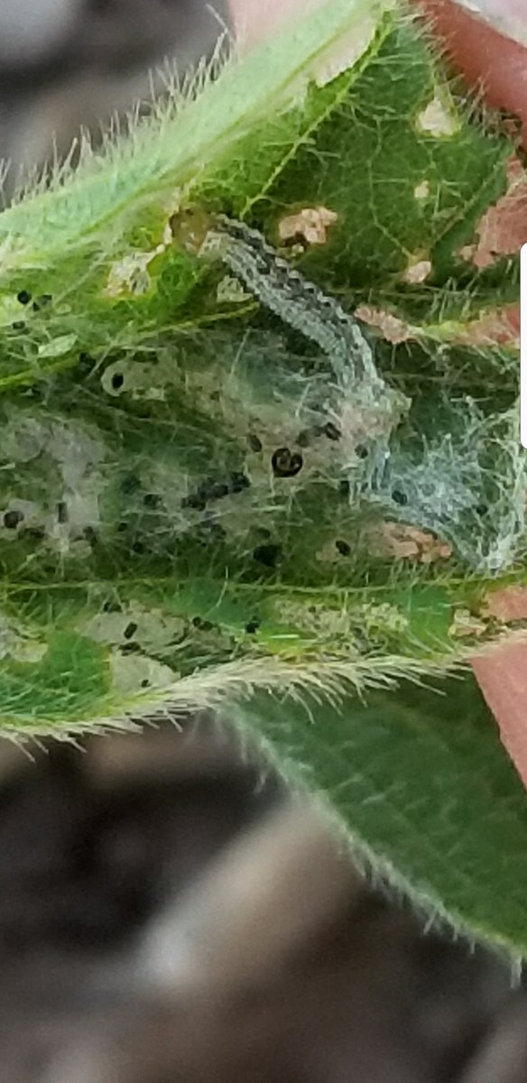 edufarias68's tweet photo. Hace 20 días cuando estabas sembrando soja,te imaginabas que te podía atacar Bolillera, en V1??? .
Intacta gana 1 a 0 a la soja convencional a los 5 minutos del primer tiempo. La biotecnología marca la diferencia!!! https://t.co/BR34yShw9W