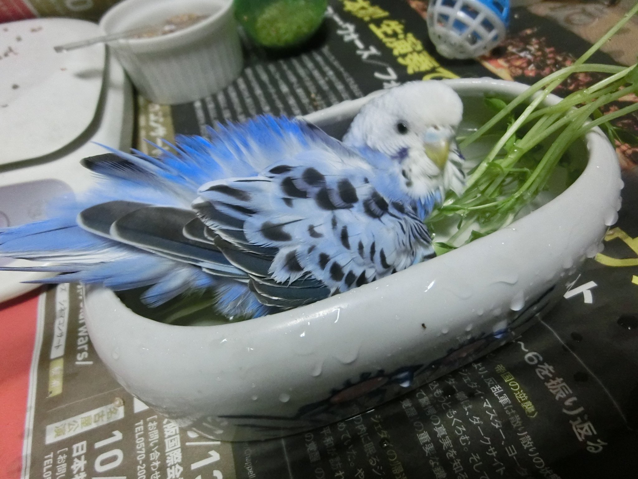 ファラ こんな日でも水浴びを楽しむ ちびインコｗ 本当にこのコ セキセイインコなんでしょうか 前世は文鳥か何かだったのでは とも思いますｗｗ セキセイインコ T Co Acfzhwtkpk Twitter