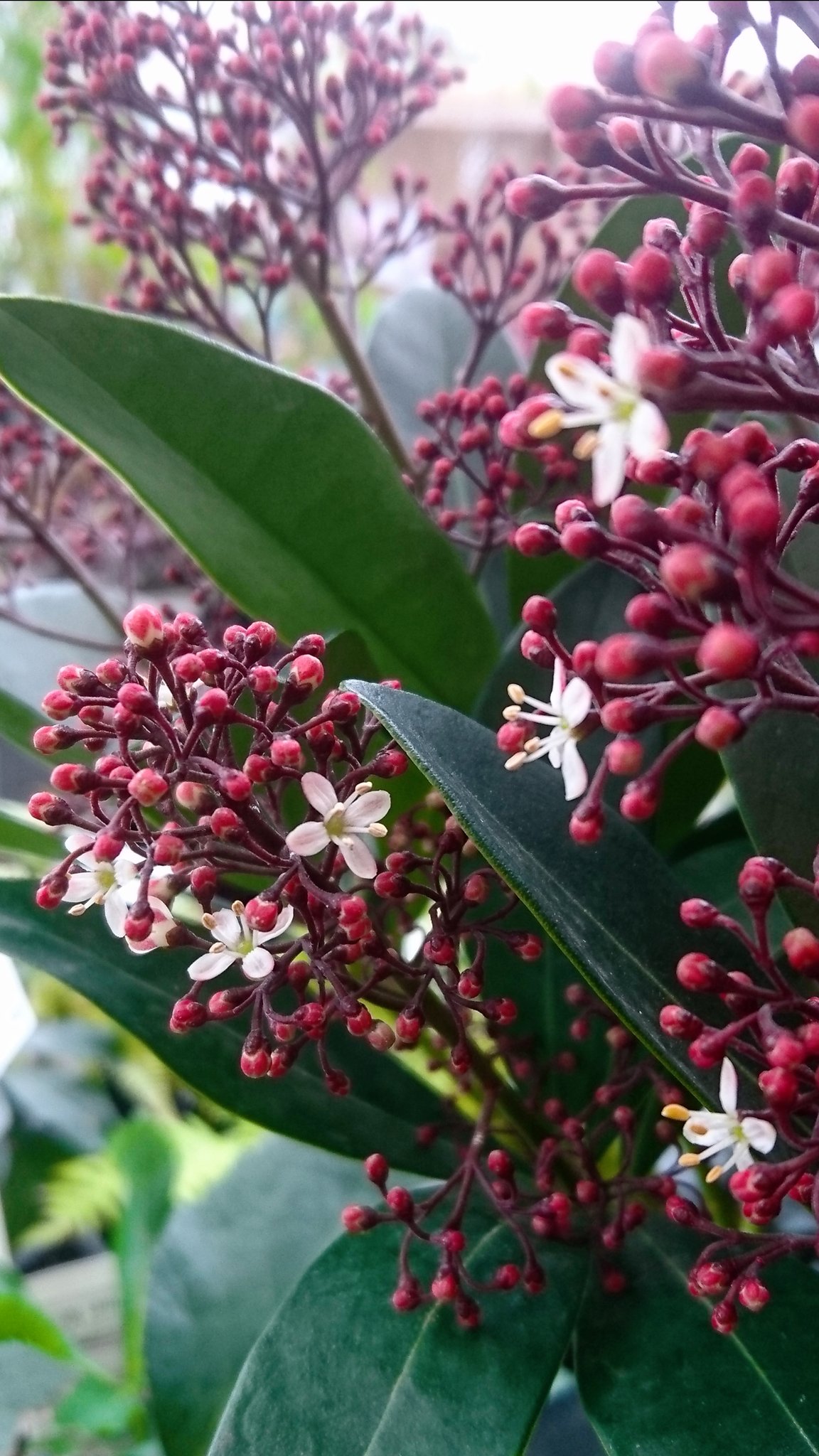 Sadao Kuzume 雨が降っていたので暗く 花も咲いてなかった 学名 Skimmia Japonica 英名 Skimmia Skimia 科 属 ミカン科ミヤマシキミ属 別名 ミヤマシキミ スキミア 花言葉 清純 Sadao Kuzume 雨が降っていたので暗く 花も咲いてなかった 学名 Skimmia Japonica 英名 Skimmia Skimia 科 属 ミカン科ミヤマシキミ属 別名 ミヤマシキミ スキミア 花言葉 清純