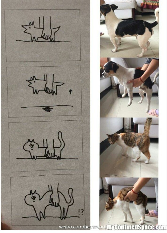 Yesterday I forgot the dog I was holding wasn't a cat. I remembered after I had let go. #faceplant #poorpooch #nothingbroken