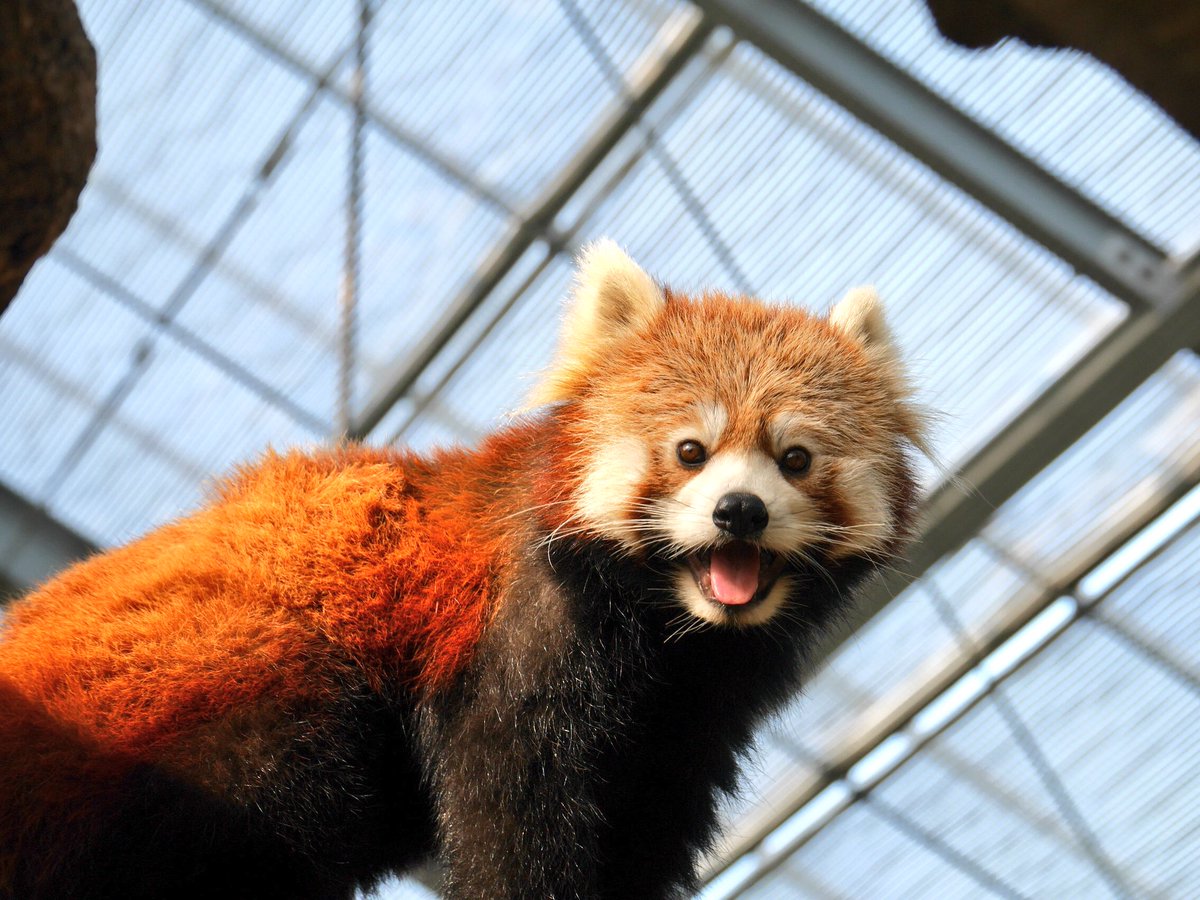 maco_camera25's tweet photo. レッサーパンダ💗

#神戸 #神戸どうぶつ王国
#兵庫県 #神戸花鳥園 #動物
#レッサーパンダ #レッサー #パンダ
#笑顔 #SMILE #スマイル
#DMCGF7 #カメラ #写真
#ファインダー越しのわたしの世界
#カメラ好きな人と繋がりたい
#写真好きな人と繋がりたい
#動物好きな人と繋がりたい https://t.co/9eRrX1ksV8