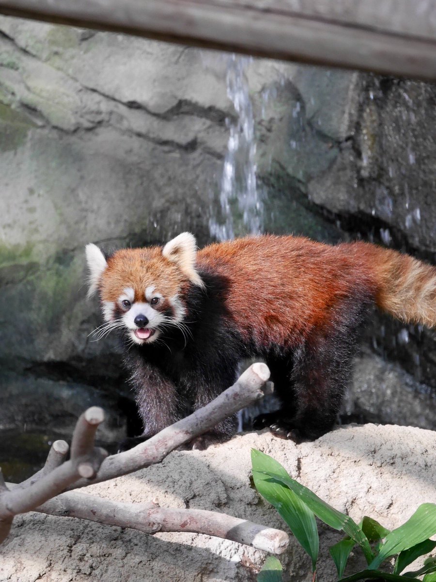 maco_camera25's tweet photo. レッサーパンダ💗

#神戸 #神戸どうぶつ王国
#兵庫県 #神戸花鳥園 #動物
#レッサーパンダ #レッサー #パンダ
#笑顔 #SMILE #スマイル
#DMCGF7 #カメラ #写真
#ファインダー越しのわたしの世界
#カメラ好きな人と繋がりたい
#写真好きな人と繋がりたい
#動物好きな人と繋がりたい https://t.co/9eRrX1ksV8