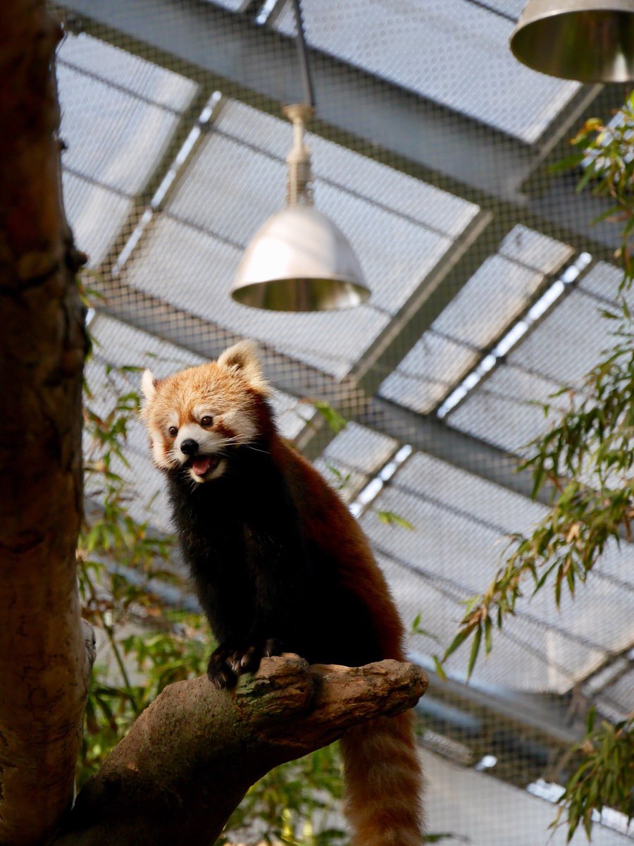 maco_camera25's tweet photo. レッサーパンダ💗

#神戸 #神戸どうぶつ王国
#兵庫県 #神戸花鳥園 #動物
#レッサーパンダ #レッサー #パンダ
#笑顔 #SMILE #スマイル
#DMCGF7 #カメラ #写真
#ファインダー越しのわたしの世界
#カメラ好きな人と繋がりたい
#写真好きな人と繋がりたい
#動物好きな人と繋がりたい https://t.co/9eRrX1ksV8
