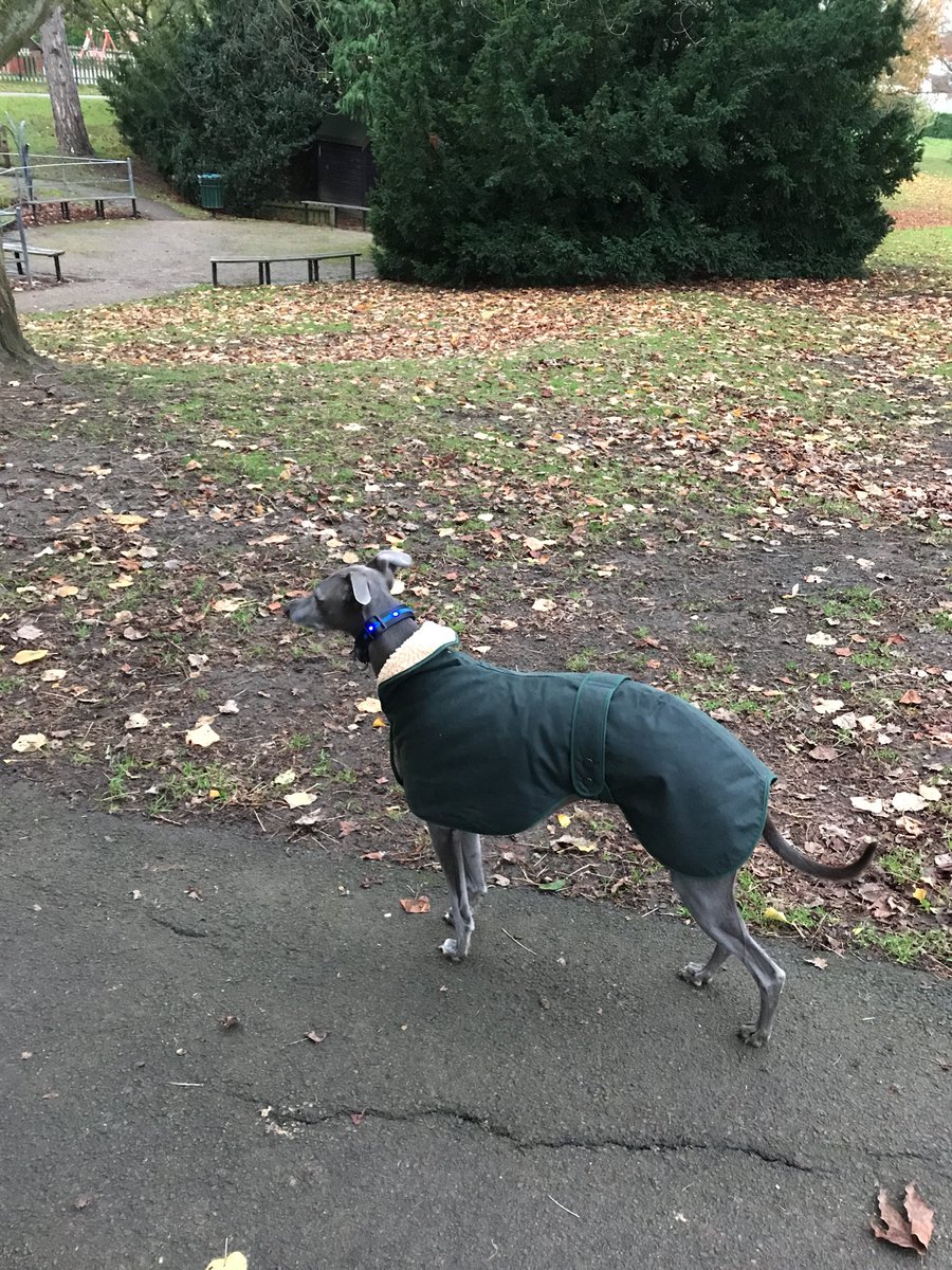 whippetvilla's tweet photo. #flashermac https://t.co/stxz3itMg8