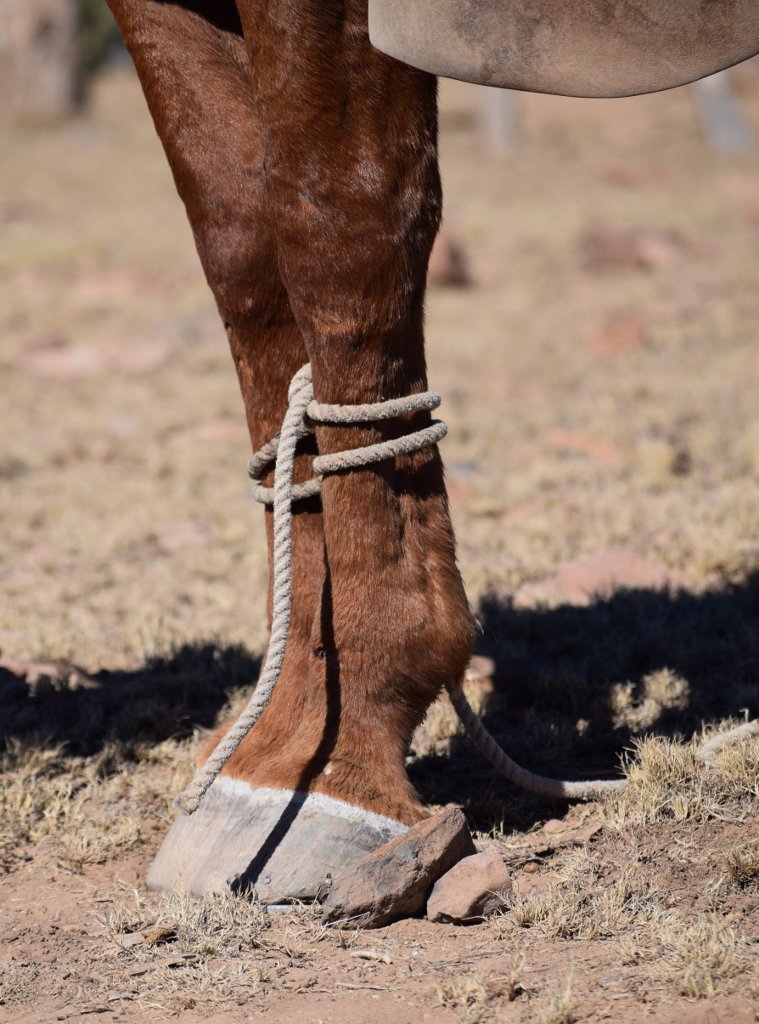 Looking to get hobbled? Check out the Cowboy's Guide To Dating wp.me/p46axJ-Vm #DatingAdvice #DatingTips #cowtales #Rancher