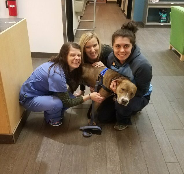 GoodDogAdmiral's tweet photo. Tonight I had to go to the vet for a check up. I went to see Sunny's doctor and I got to hang out with these nice ladies! Thank you for taking care of me. I'll see you next month when I come in for my dental! #doglife https://t.co/UMN0FIDN31
