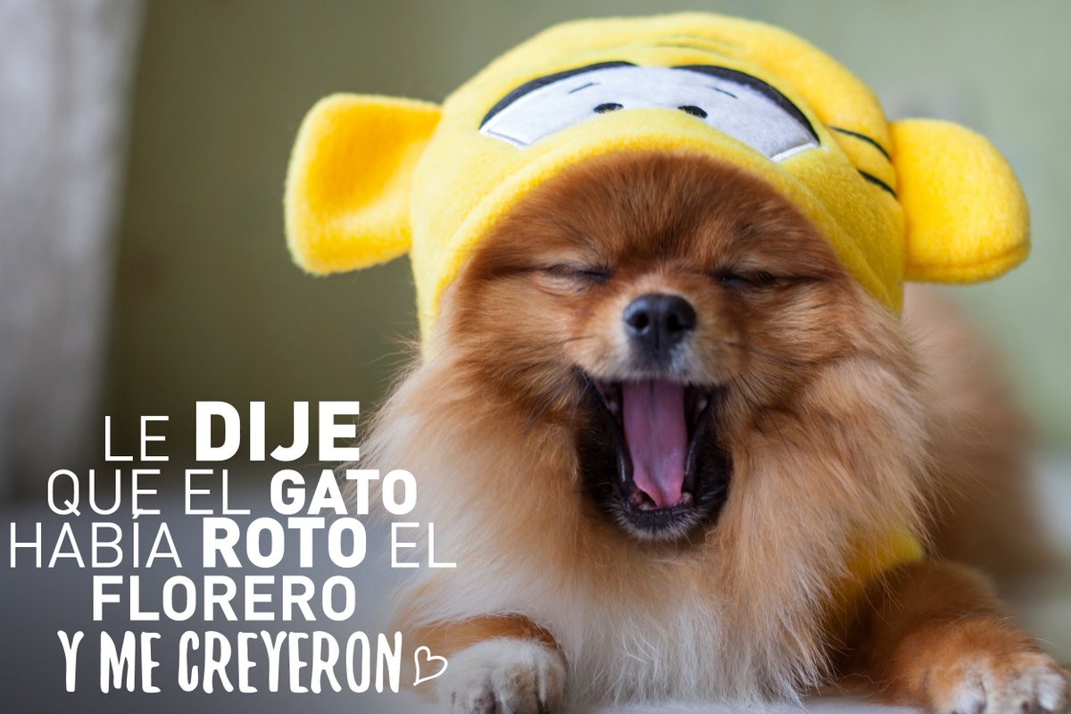 mimascotayyomx's tweet image. Cuando tu perrito no es tan inocente como parece. #HumorPerruno #ConsentidoPerruno
