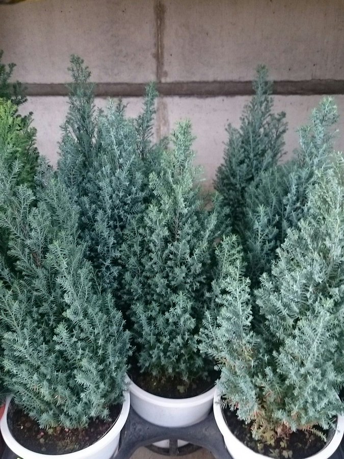 コニファーの栽培方法6ポイント 鉢植え栽培のコツも合わせてご紹介 Gardeniwa