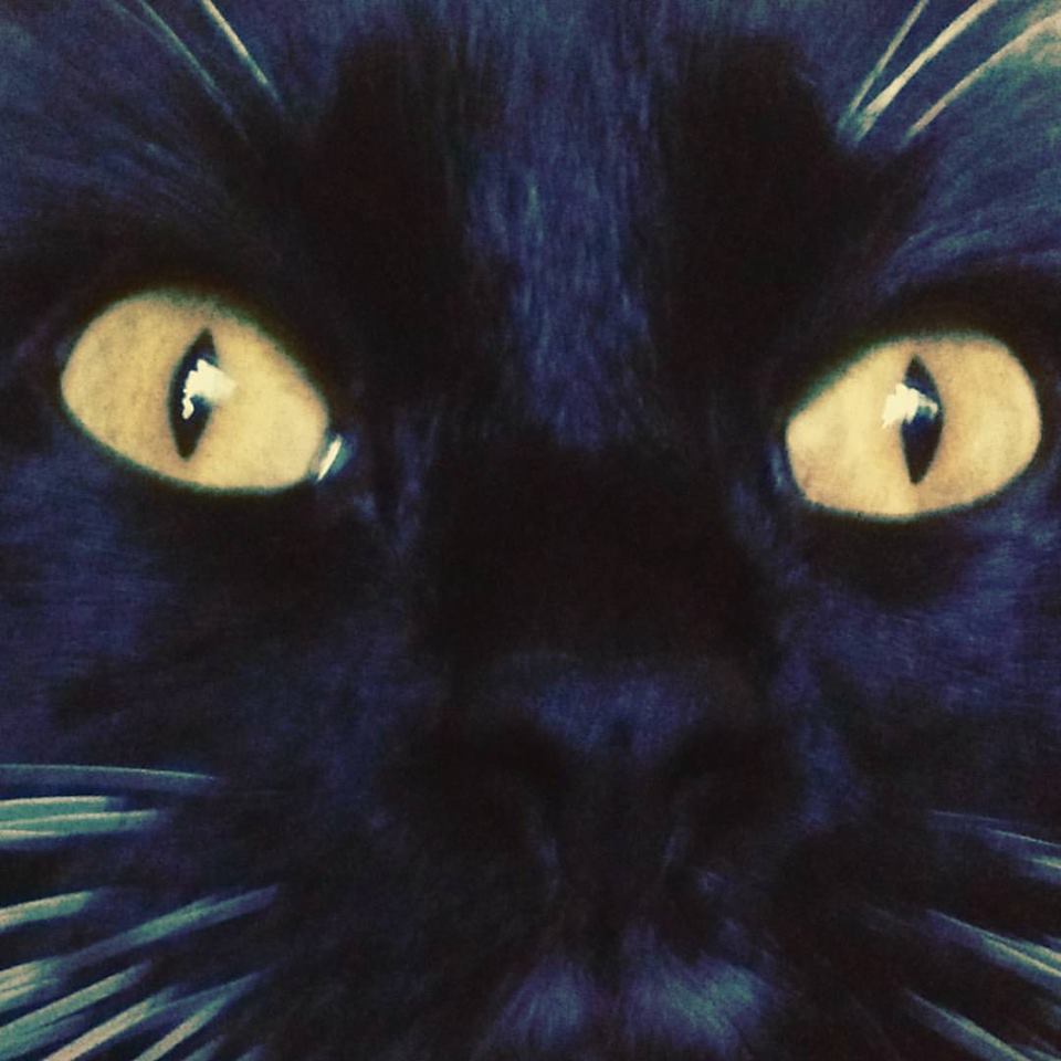 OliveOylRose's tweet photo. "Mister De Ville...I'm ready for my closeup..." #oliveoylrose #dramatickitty #dramatispurrsonae #kitty #cat #catseyes https://t.co/KuoOpVhxIM
