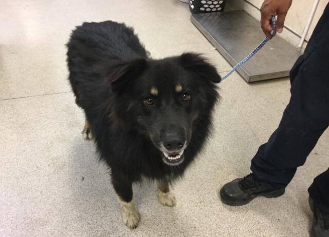 giselle1900's tweet photo. CODE RED🆘🆘RESCUED IN AUGUST REDUMPED 11/3 💔😭NOW EUTH LISTED PLZ #Rescue #Foster #Adopt #Pledge NOW https://t.co/pxRniUSw1e #CA 
-@DogRescueTweets @Gdad1 @ruthmen @Stacey5899 @WinglessBird_ @bbschumann @The_Animal_Team @_AnimalAdvocate @RejectedAnimals @AngelsBark @jim1ns https://t.co/oyasVYE0fk