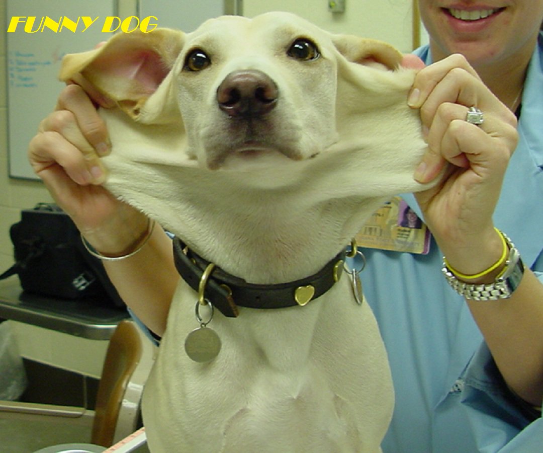 SlideshowX91's tweet photo. #FUNNYDOG https://t.co/UwZ88YITIq