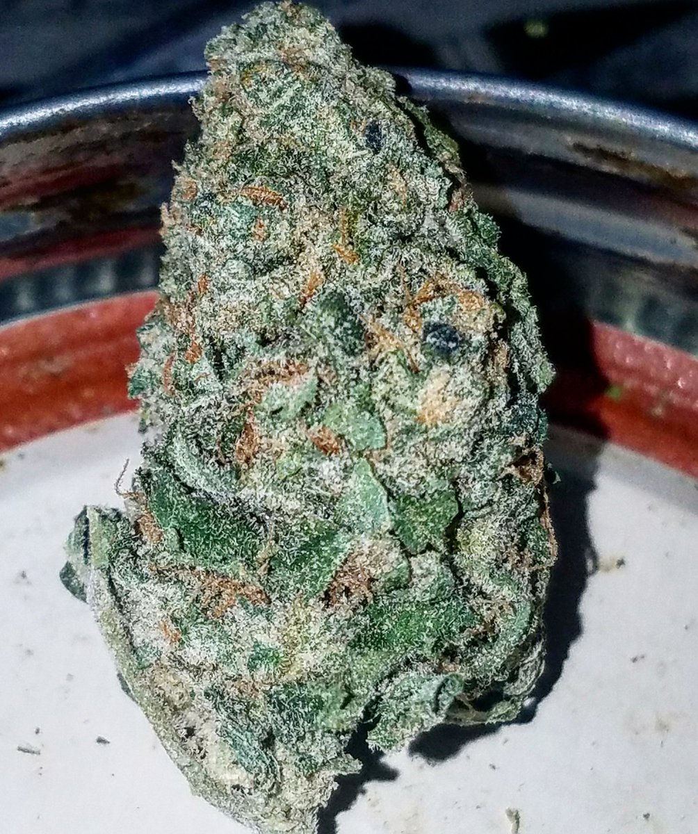 SmokinOG_203's tweet photo. That Blue Dream Thooo 💙👽🍁
#weed #weedhumor #staypositive #staywoke #behappy #hippie #clouds #positivevibes #vibes #rollup #joint #getlifted #ganja #dab #thc #cbd #nofilter #myview https://t.co/90JsNzxwKk