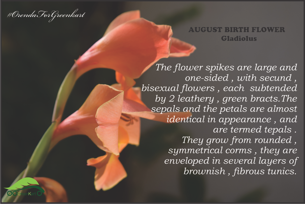 greenkartol's tweet photo. #TuesdayGyan
#WinterFlower
Scientific name: Gladiolus ; Classic Perennial
Higher classification: Ixieae
Rank: Genus
Grown From: Bulbs
Did you know: Gladioli r used as food plants by the larvae of some Lepidoptera species including the Large Yellow Underwing, and gladiolus thrips https://t.co/fRt2jZqc1G
