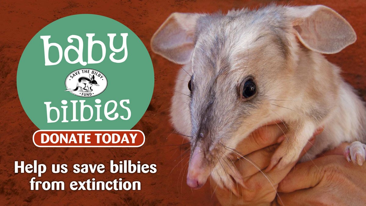 Save The Bilby Fund tweet media